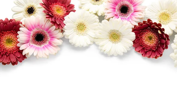 Krásný Gerbera Květy Bílém Pozadí — Stock fotografie