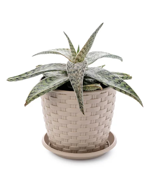 Succulent Plant Pot White Background — Stock Photo, Image