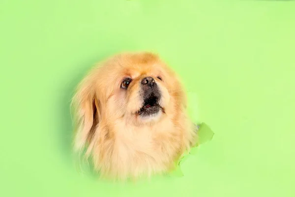 Słodkie Puszysty Pies Patrząc Otworu Podarty Zielony Papier — Zdjęcie stockowe