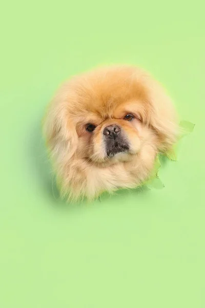 Aranyos Bolyhos Kutya Néz Lyukból Zöld Könyv — Stock Fotó