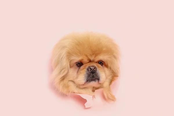 可爱的毛茸茸的狗在撕破的粉红纸上看着外面的洞 — 图库照片