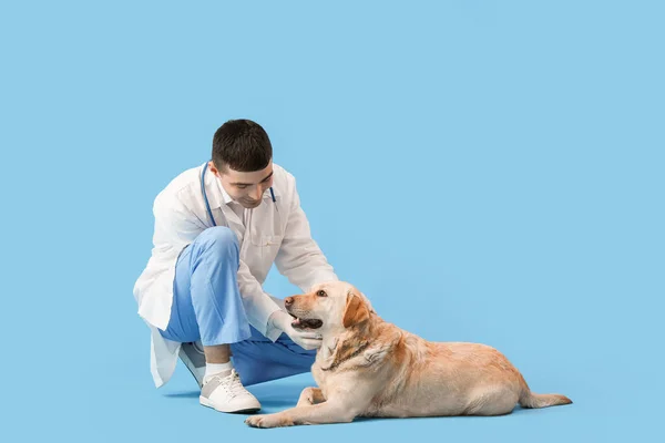 Male Veterinarian Cute Labrador Dog Blue Background — Stock Photo, Image