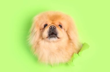 Tatlı pofuduk köpek yırtık yeşil kağıtta delikten dışarı bakıyor.