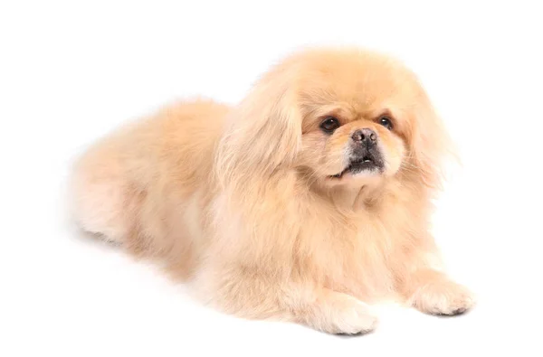 Cão Bonito Pekingese Deitado Fundo Branco — Fotografia de Stock