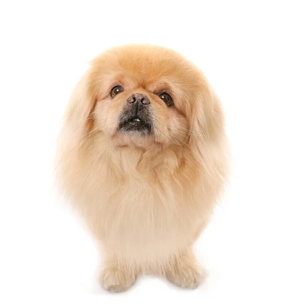 Söt Pekingese Hund Vit Bakgrund — Stockfoto