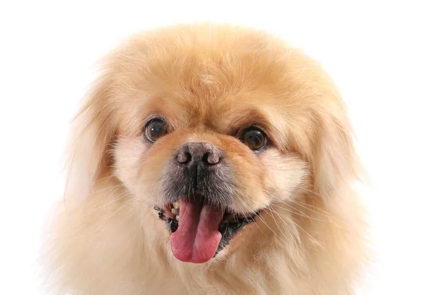 Beyaz Arka Planda Şirin Pekin Köpeği Yakın Plan — Stok fotoğraf