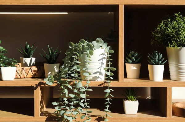 Shelving Unit Artificial Plants Light Wall — Stock Photo, Image