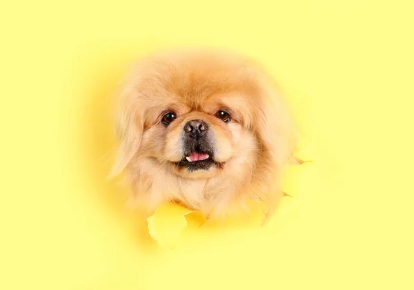 Cute Fluffy Dog Looking Out Hole Torn Yellow Paper — Stock Photo, Image