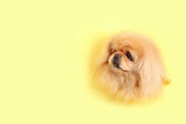 Cute Fluffy Dog Looking Out Hole Yellow Paper — Stock Photo, Image