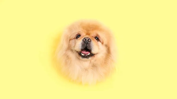 Мила Пухнаста Собака Дивиться Отвору Жовтому Папері — стокове фото