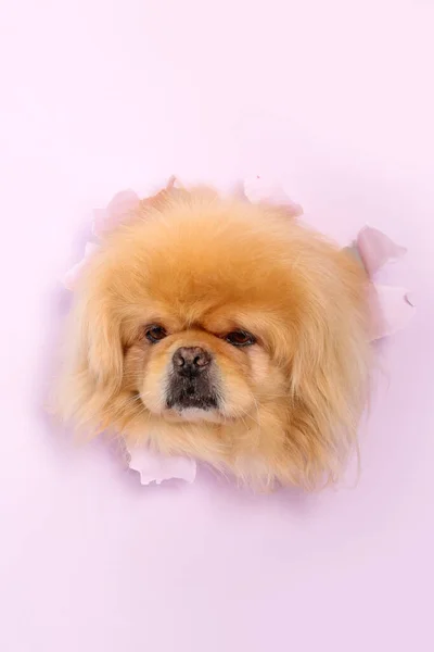 可爱的毛茸茸的狗在撕破的紫丁香纸上看着外面的洞 — 图库照片