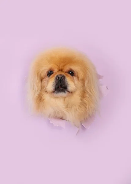 可爱的毛茸茸的狗在撕破的紫丁香纸上看着外面的洞 — 图库照片