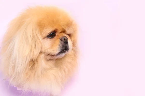 Leylak Kağıdındaki Delikten Dışarı Bakan Sevimli Tüylü Köpek — Stok fotoğraf