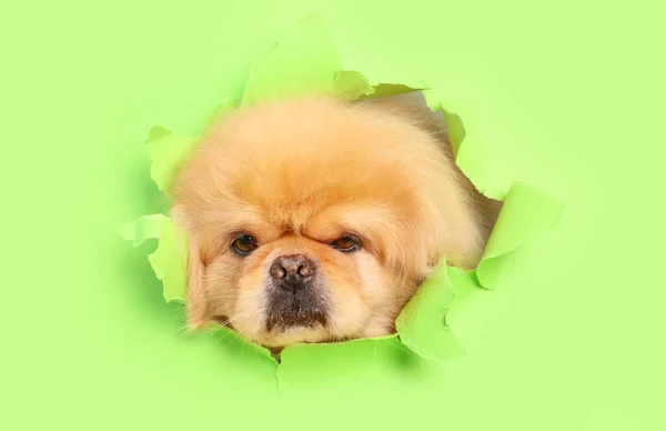 Tatlı Pofuduk Köpek Yırtık Yeşil Kağıtta Delikten Dışarı Bakıyor — Stok fotoğraf