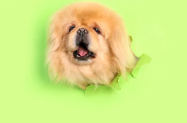 Cute Fluffy Dog Looking Out Hole Torn Green Paper — Stock Photo, Image