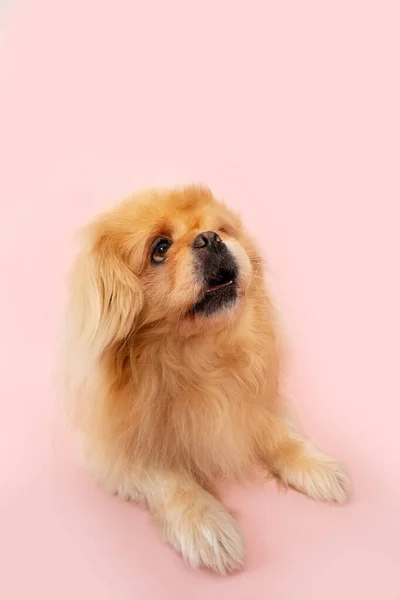 Χαριτωμένο Χνουδωτό Σκυλί Ροζ Φόντο — Φωτογραφία Αρχείου
