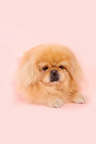 Leuke Pluizige Hond Roze Achtergrond — Stockfoto