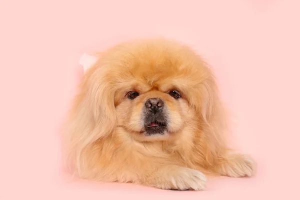 Roztomilý Nadýchaný Pes Růžovém Pozadí — Stock fotografie