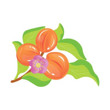 Çiçekli kayısılar ve beyaz arkaplanda yapraklar