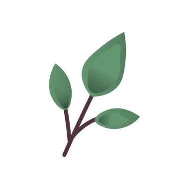 beyaz arkaplanda yeşil yapraklar