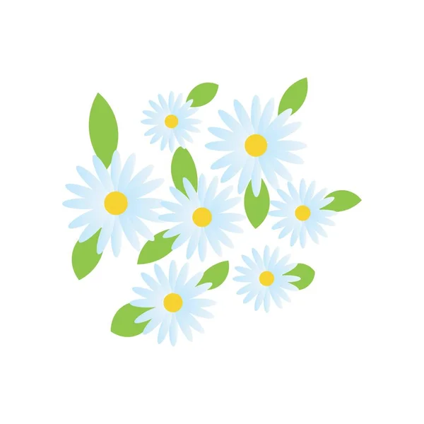 Mooie Madeliefje Bloemen Bladeren Witte Achtergrond — Stockvector