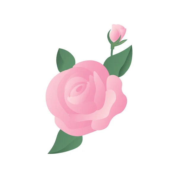 Beautiful Rose Flower Bud White Background — Stock Vector