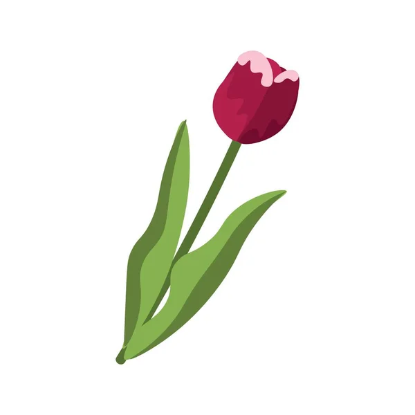 Krásné Tulipán Květiny Bílém Pozadí — Stockový vektor