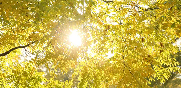 Ramos Árvore Com Folhas Parque Outono Dia Ensolarado — Fotografia de Stock