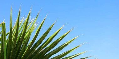 Tropik palmiye yaprakları mavi gökyüzüne karşı