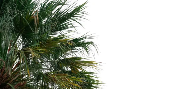 Grande Palma Tropicale Verde All Aperto — Foto Stock