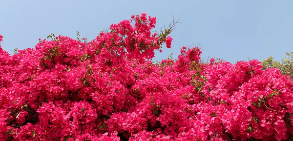 Planta Brilhante Florescendo Contra Céu Claro — Fotografia de Stock