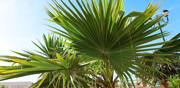 View Beautiful Palm Tree Sunny Day — Stock Photo, Image