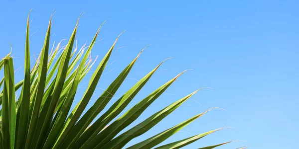 Folhas Palma Tropicais Contra Céu Azul — Fotografia de Stock
