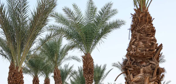Tropische Palmbomen Zomerdag — Stockfoto