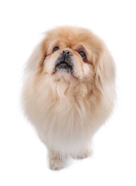 Мила Пекінська Собака Білому Тлі — стокове фото