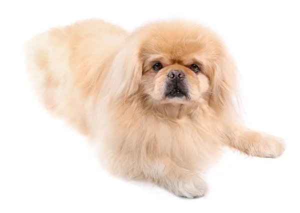Мила Пекінська Собака Лежить Білому Тлі — стокове фото