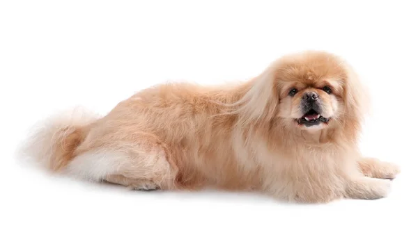 Beyaz Arka Planda Yatan Şirin Pekin Köpeği — Stok fotoğraf