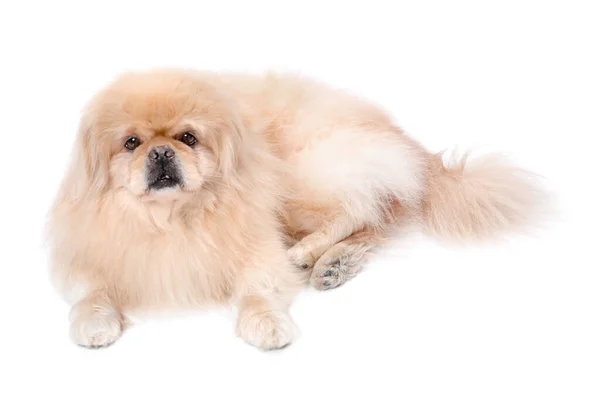 Niedlicher Pekinese Hund Liegt Auf Weißem Hintergrund — Stockfoto