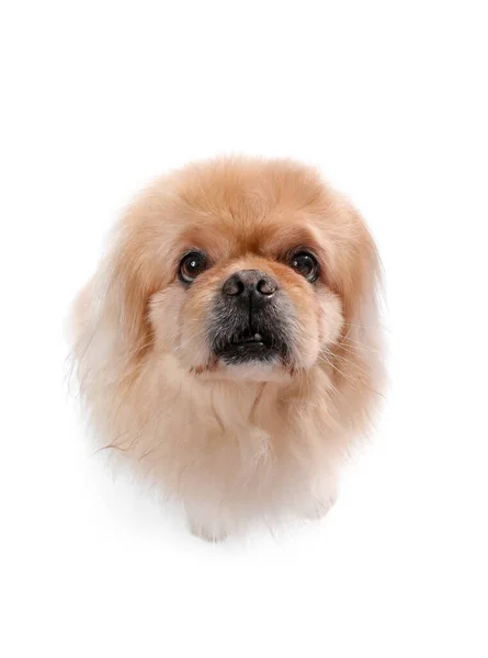 Cão Pekingese Bonito Fundo Branco — Fotografia de Stock