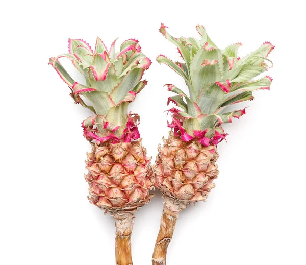 Dekoracyjne Ananasy Białym Tle Zbliżenie — Zdjęcie stockowe