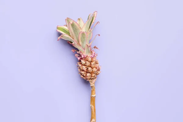 Decorative Pineapple Lilac Background — Stock Photo, Image