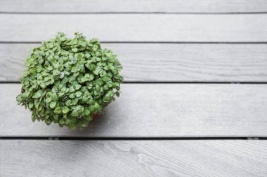 Callisia hafif ahşap arka planda tövbe eder