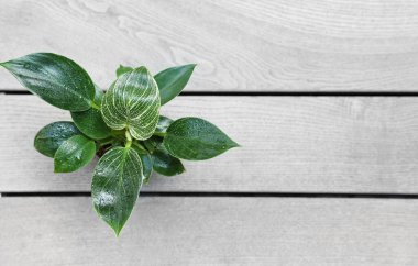 Hafif ahşap arka planda çömlekte Philodendron