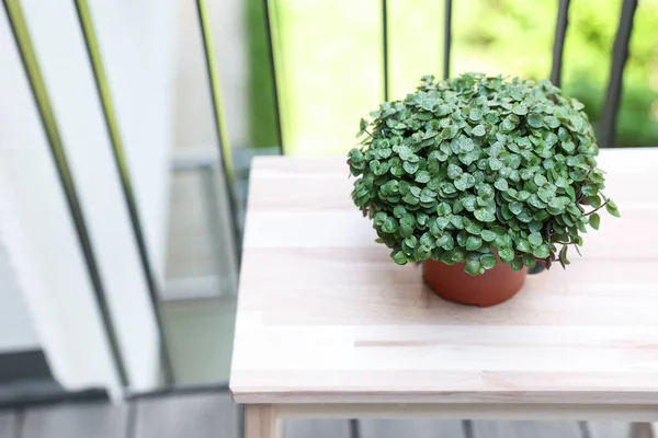 stock image Table with Callisia repens on balcony