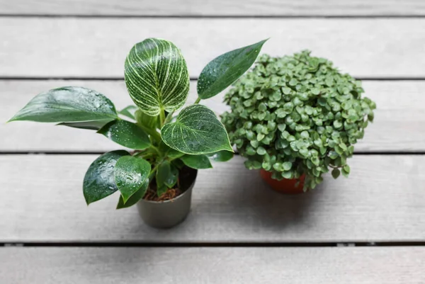 stock image Callisia repens and Philodendron on light wooden background