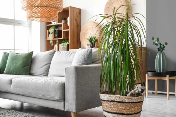 Cozy Grey Sofa Houseplant Interior Living Room — Stock Photo, Image