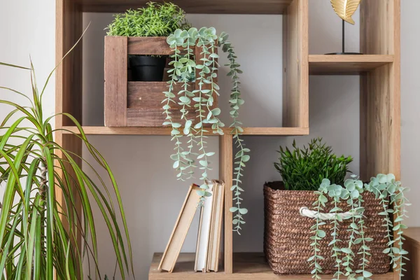 Shelving unit with different houseplants near white wall