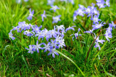 Açık havada açan güzel mavi çiçekler, yakın plan
