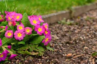 Açık havada açan pembe çiçekler, yakın plan.