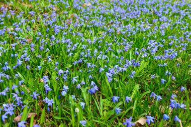 Açık havada açan mavi çiçekler, yakın plan